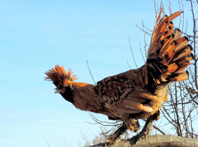 Павловские