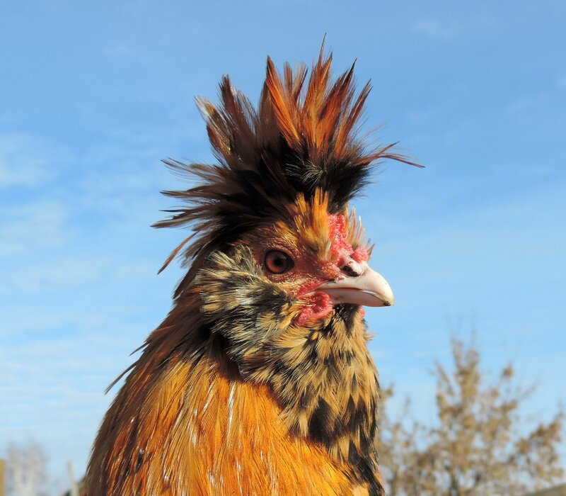 Павловские