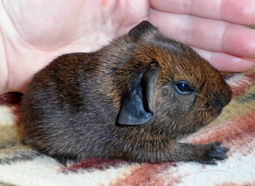 золотой агути