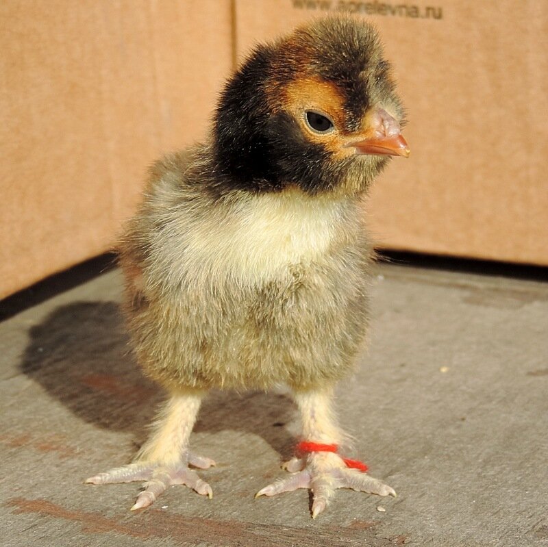 20 апреля 2014