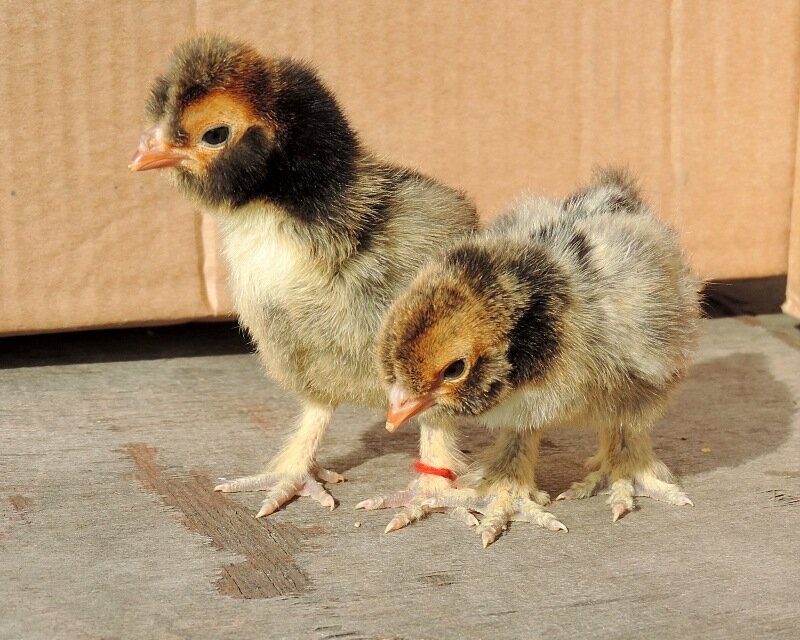 20 апреля 2014