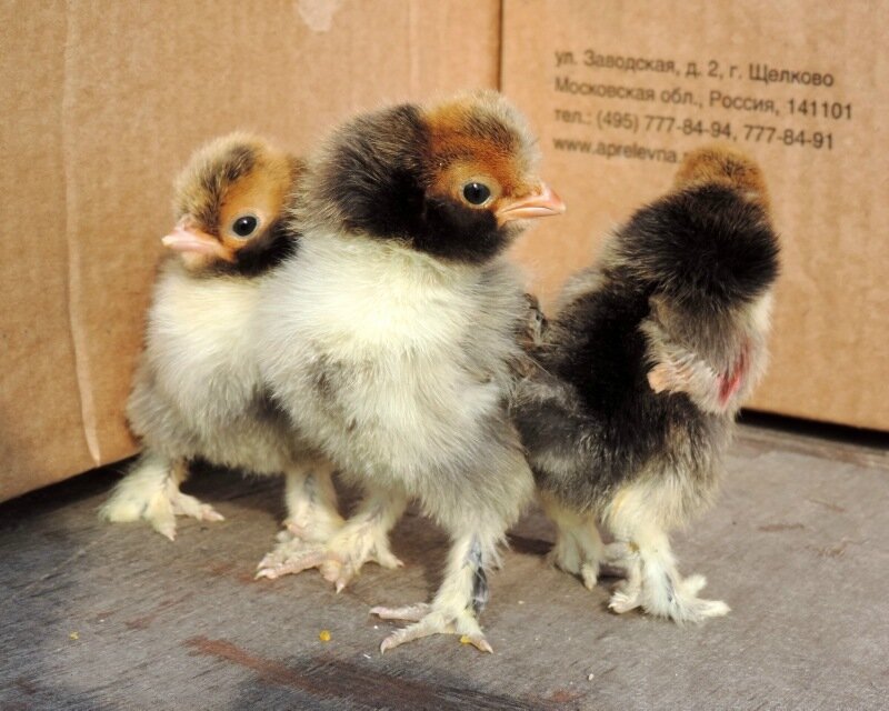 20 апреля 2014