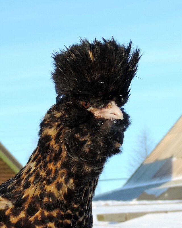 Павловская курочка