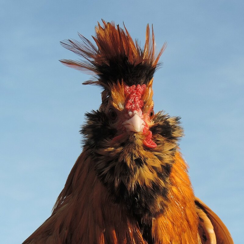 ПАВЛОВСКАЯ ПОРОДА КУР