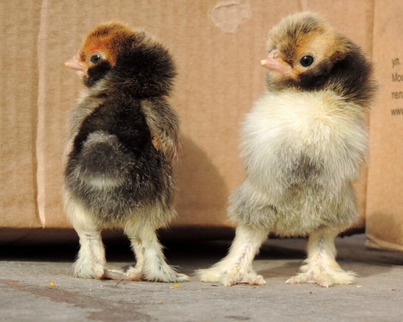 20 апреля 2014