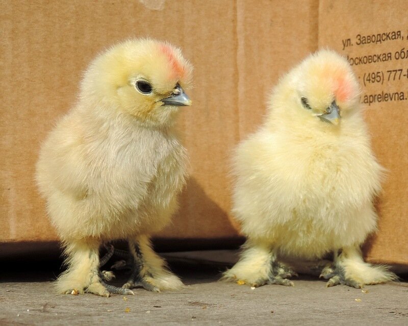 20 апреля 2014