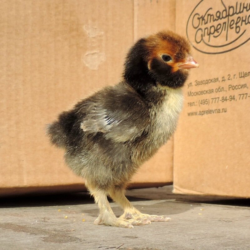 20 апреля 2014