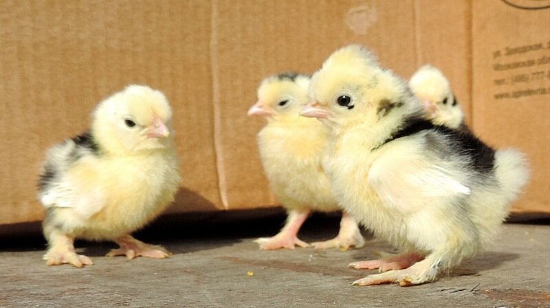 20 апреля 2014