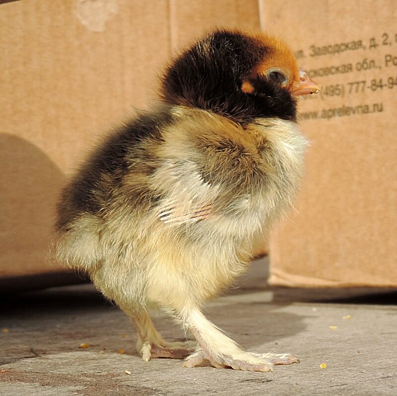 20 апреля 2014