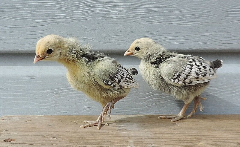 27 апреля 2014, апрель, куры, цыплята, цыплята 2014