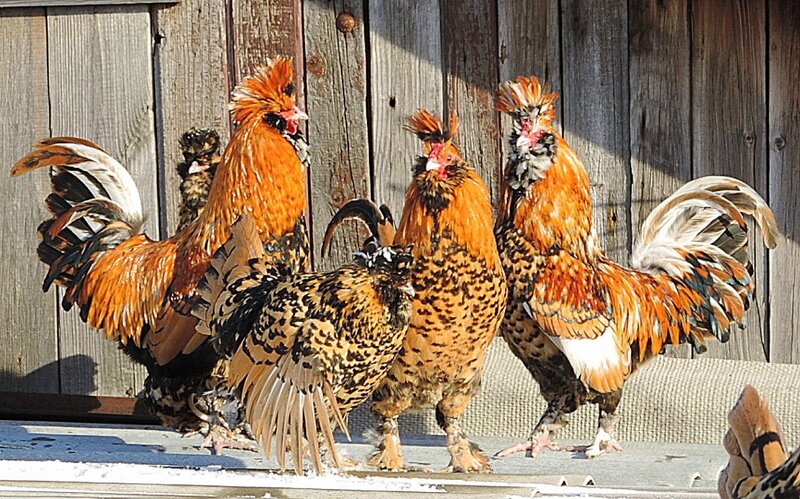 ПАВЛОВСКАЯ ПОРОДА КУР