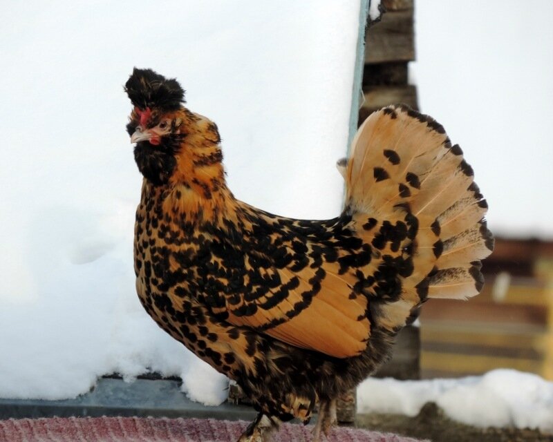 Павловская порода кур