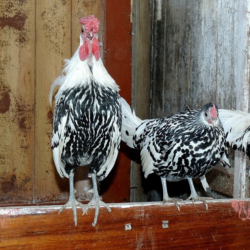 Гамбургская