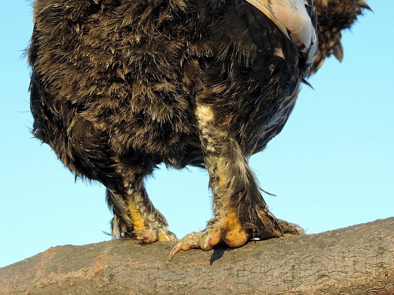 ПАВЛОВСКАЯ порода кур