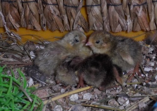 птенчики