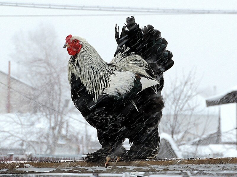 Опять метель