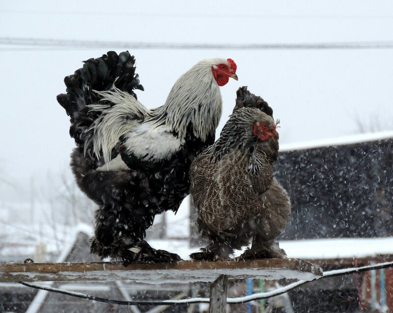 Опять метель