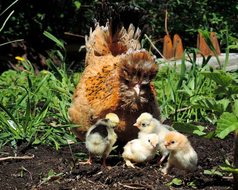 АЛТАЙСКАЯ БЕНТАМКА