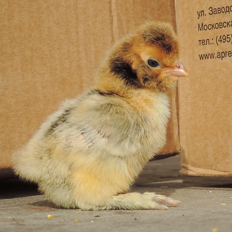 20 апреля 2014