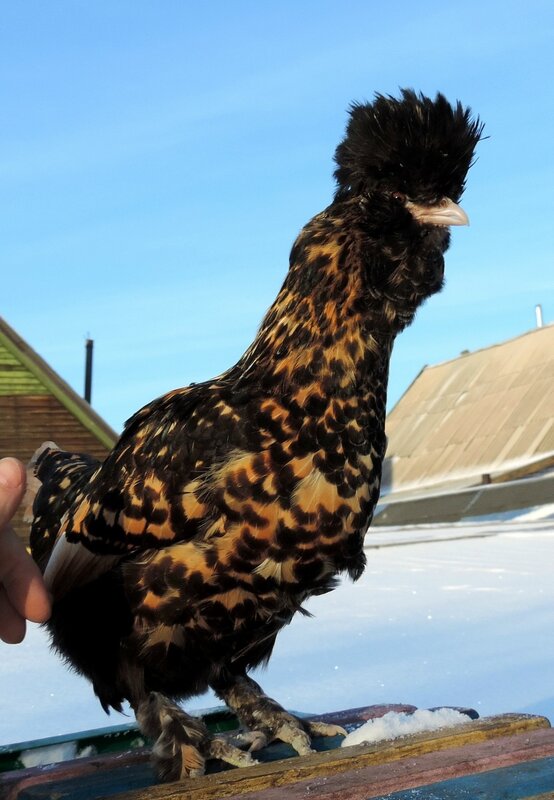 Павловская курочка