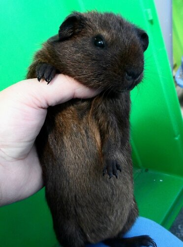 золотой агути