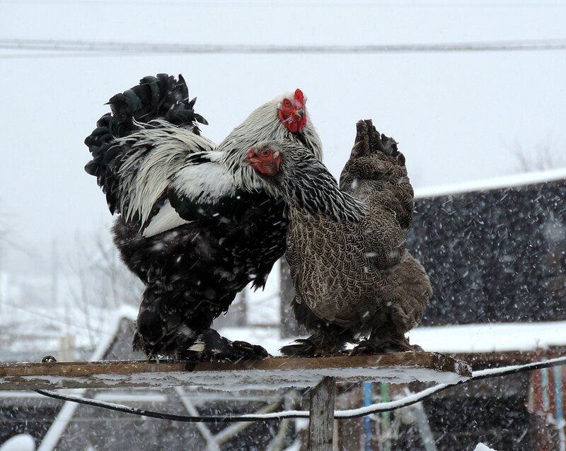 Опять метель