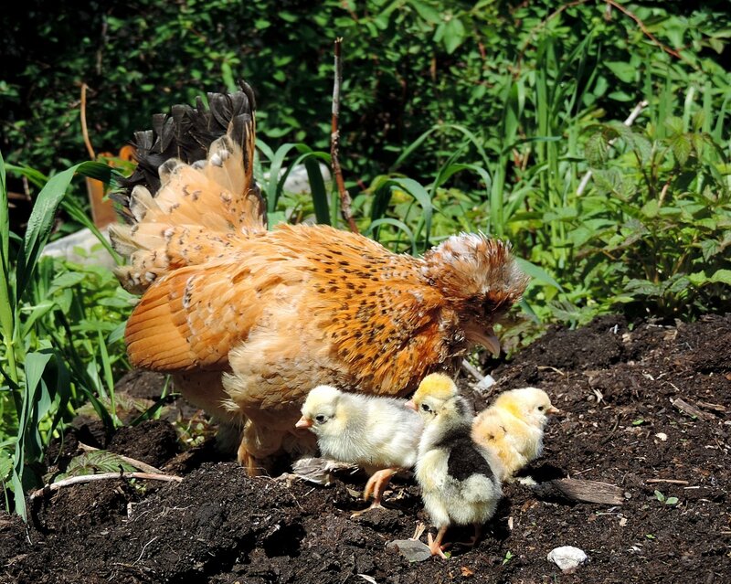 АЛТАЙСКАЯ БЕНТАМКА