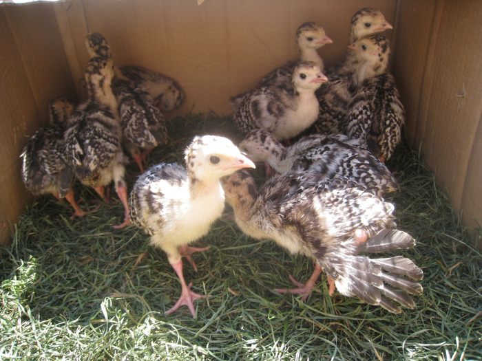 3889655_indushachi_deti (700x525, 259Kb)