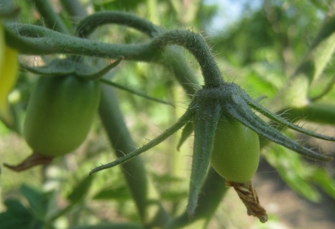 3889655_IMG_1514_1_ (683x468, 126Kb)