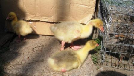 3889655_gysiki_2 (448x257, 32Kb)