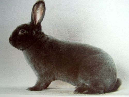 Рекс голубой