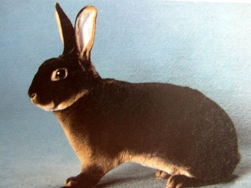 Рекс огненный