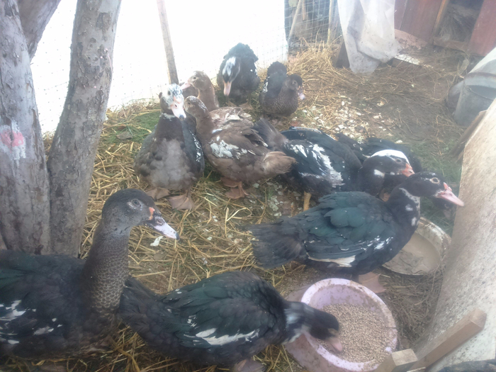 индоуткам 3 месяца