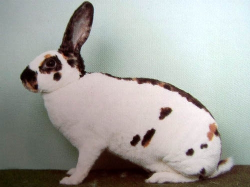 Рекс пятнистый