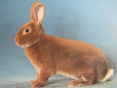 Рекс желтый