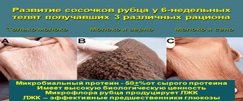 https://fermer.ru/tossl.php?url=http://pandia.ru/text/80/201/images/image003_137.gif