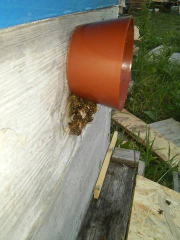 верхний леток