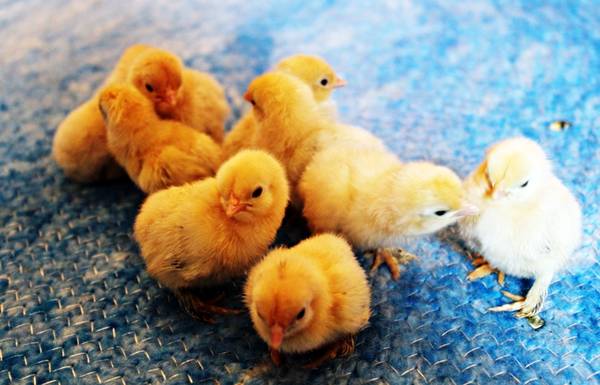 блондинчики