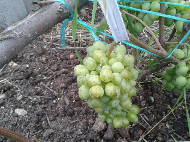 Виноград