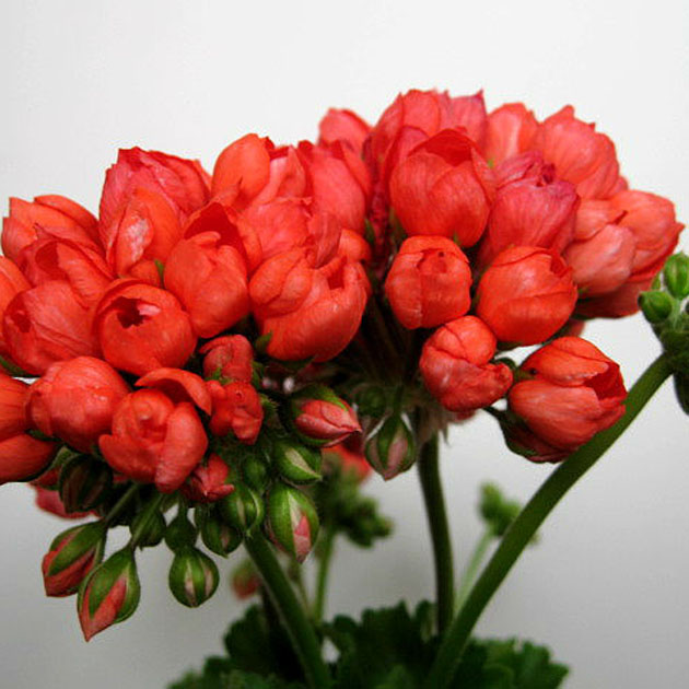 https://fermer.ru/tossl.php?url=http://www.pelargonium-gallery.ru/products_pictures/1.jpg