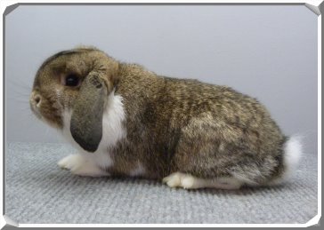 карликовый баран