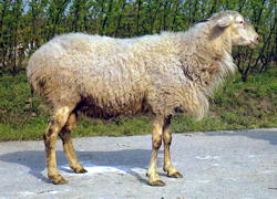 https://fermer.ru/tossl.php?url=http://www.sheep101.info/Images/Breeds/Huram1.jpg