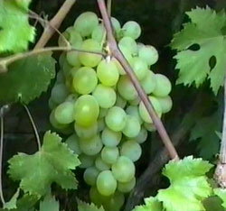 «Восторг мускатный» или «Суперранний восторг»