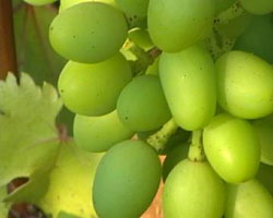 Завязь ягод на грозди, сорт «Низина».  5 июля