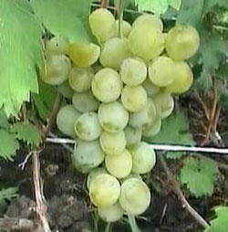 Забытая перезревшая гроздь «Восторга», конец августа