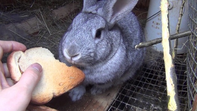 Хлеб и кролики