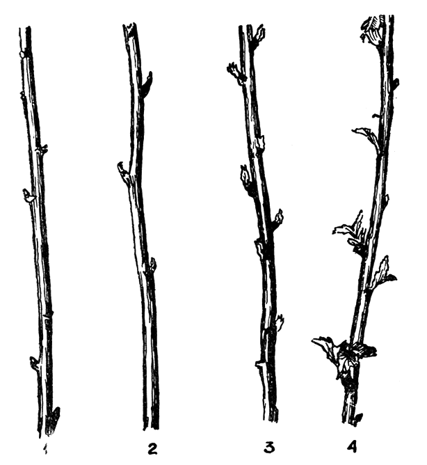Фазы развития плодовых почек на 2-летнем побеге малины: 1- набухание; 2 - появление зубчиков листьев; 3 - начало роста; 4 - рост