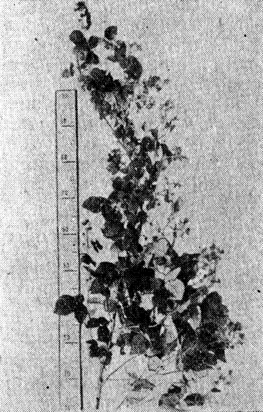 Плодоносящая ветка малины сорта Турнер (1965 г., СКЗНИИСиВ)