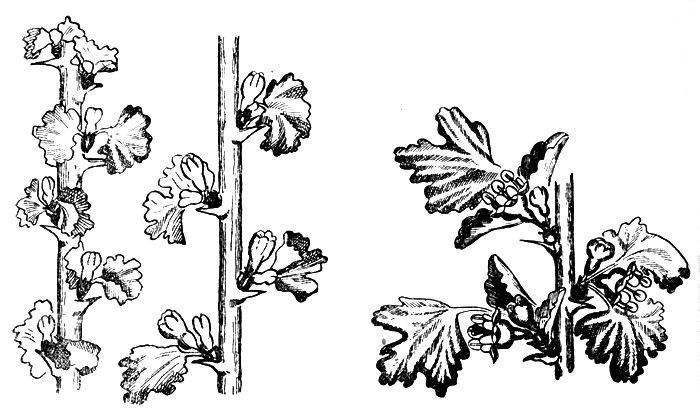 Рис. слева: появление бутонов (28 марта - 10 апреля), рис. справа: начало цветения (5-10 апреля). Рис. Е. К. Киртбая 