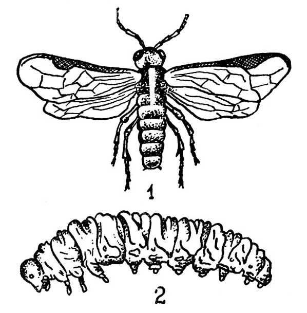 Земляничный опоясанный пилильщик. 1 — взрослое насекомое; 2 — личинка 